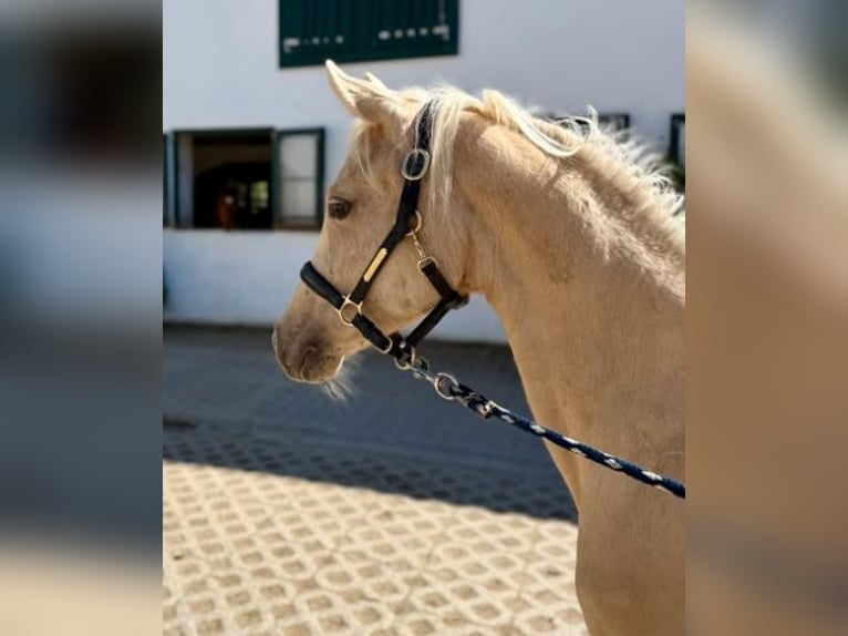 Poney de selle allemand Jument 1 Année Palomino in Zangberg