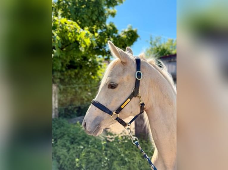 Poney de selle allemand Jument 1 Année Palomino in Zangberg