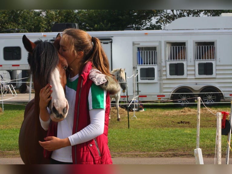 Poney de selle allemand Jument 20 Ans 136 cm Bai in Rotenburg (W&#xFC;mme)