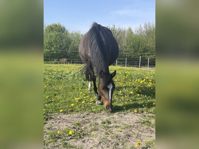 Poney de selle allemand Jument 20 Ans 139 cm Bai brun in Risum-Lindholm