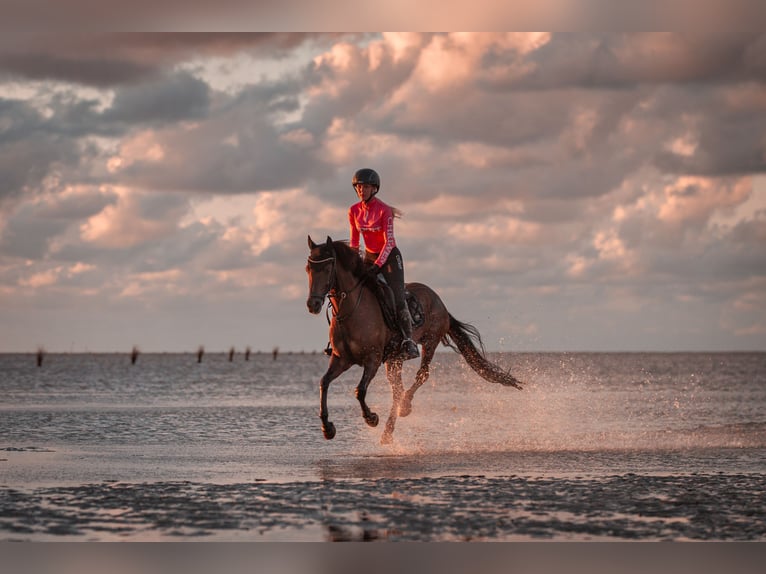 Poney de selle allemand Jument 20 Ans 144 cm Bai brun in Bad Hersfeld