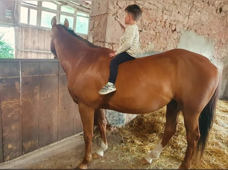 Poney de selle allemand Jument 20 Ans 148 cm Alezan in Twistetal