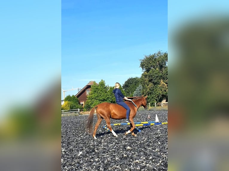 Poney de selle allemand Jument 20 Ans 148 cm Alezan in Twistetal