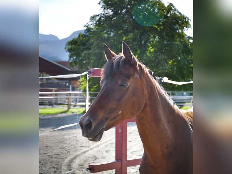 Poney de selle allemand Jument 20 Ans 151 cm Bai in Reutte