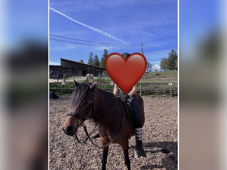 Poney de selle allemand Jument 21 Ans 138 cm Bai brun in Wolfach