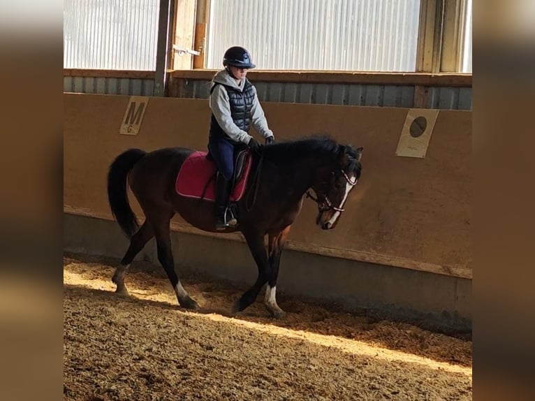 Poney de selle allemand Jument 21 Ans 141 cm Bai in LangerringenLangerringen