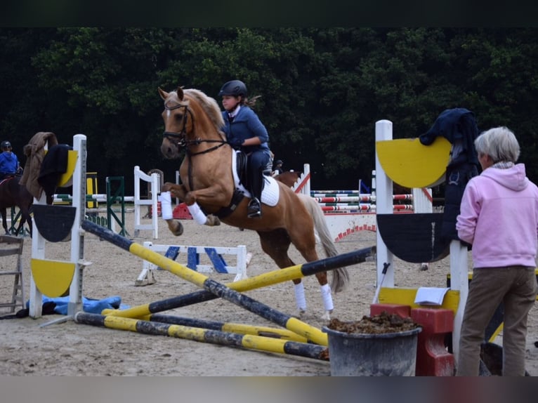 Poney de selle allemand Jument 21 Ans 146 cm Palomino in Viersen