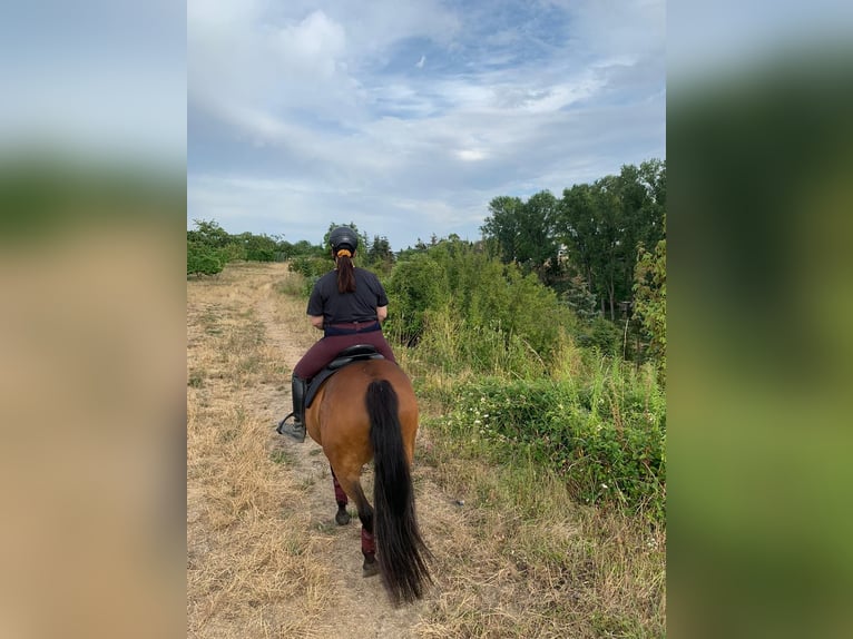 Poney de selle allemand Jument 21 Ans 150 cm Bai in Budenheim