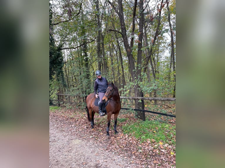 Poney de selle allemand Jument 21 Ans 150 cm Bai in Budenheim