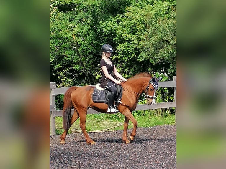 Poney de selle allemand Jument 22 Ans 136 cm Alezan in Aichstetten