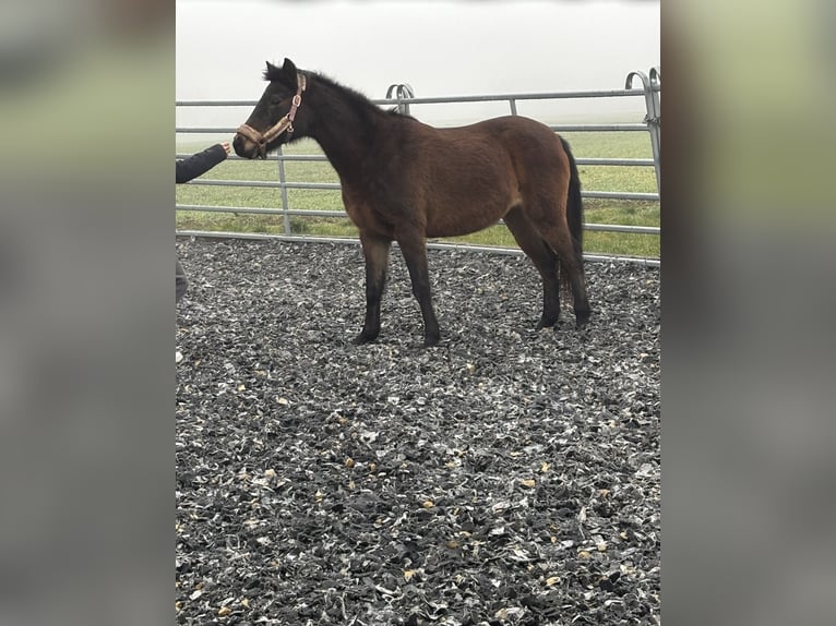 Poney de selle allemand Jument 22 Ans 137 cm Bai in Waldneukirchen