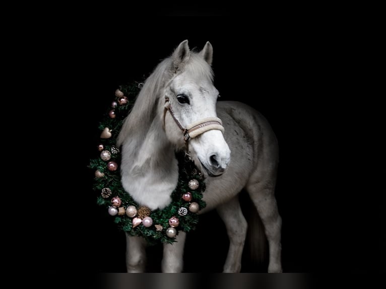 Poney de selle allemand Jument 22 Ans 140 cm Gris in Barnstorf