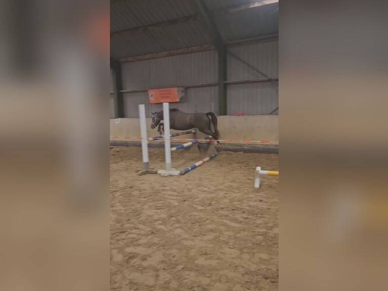 Poney de selle allemand Jument 2 Ans 135 cm Gris in Gera