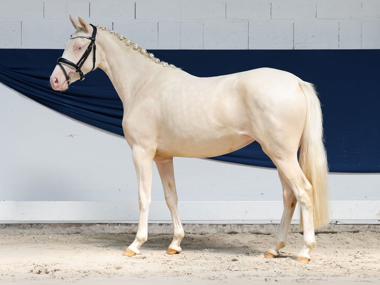 Poney de selle allemand Jument 2 Ans 136 cm Cremello in Marsberg