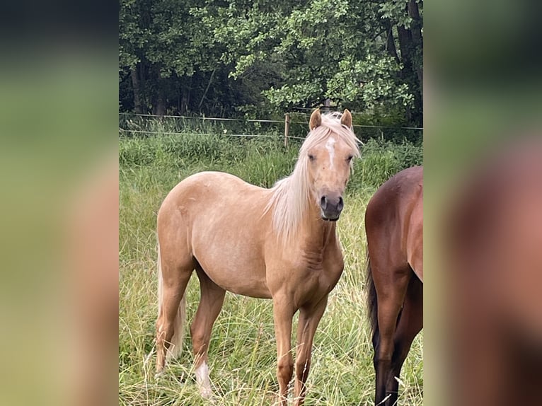 Poney de selle allemand Jument 2 Ans 140 cm Palomino in Bitburg