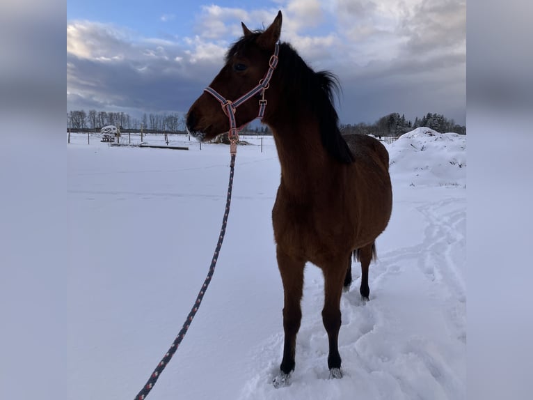 Poney de selle allemand Jument 2 Ans 141 cm Bai cerise in Talinn, Harjumaa