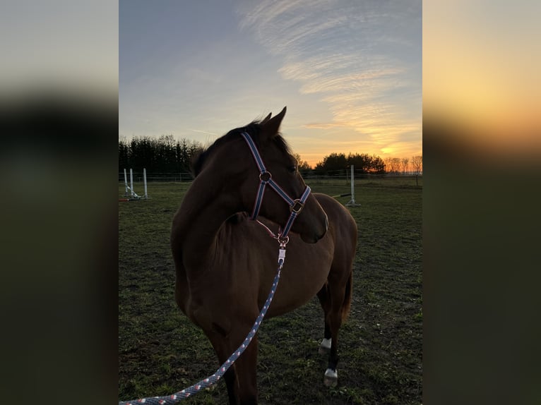 Poney de selle allemand Jument 2 Ans 141 cm Bai cerise in Talinn, Harjumaa