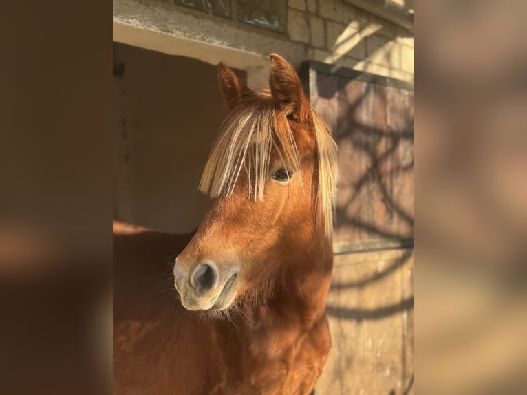 Poney de selle allemand Jument 2 Ans 143 cm Alezan in Essingen