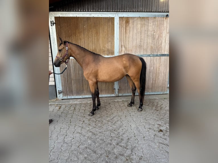 Poney de selle allemand Jument 2 Ans 145 cm Buckskin in Mettmann
