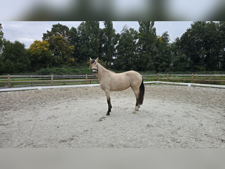 Poney de selle allemand Jument 2 Ans 145 cm Buckskin in Weilerswist