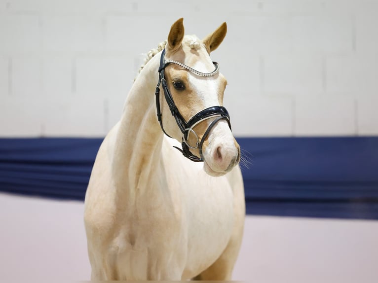Poney de selle allemand Jument 2 Ans 146 cm Palomino in Marsberg
