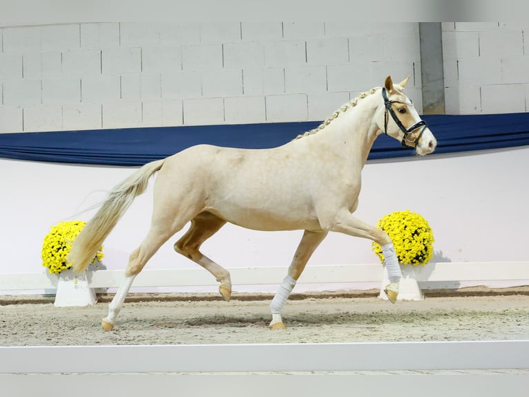 Poney de selle allemand Jument 2 Ans 146 cm Palomino in Marsberg