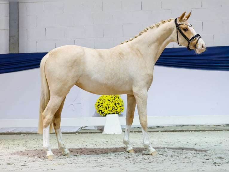 Poney de selle allemand Jument 2 Ans 146 cm Palomino in Marsberg