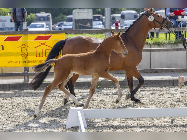 Poney de selle allemand Jument 2 Ans 147 cm Bai in Steinfeld (Oldenburg)