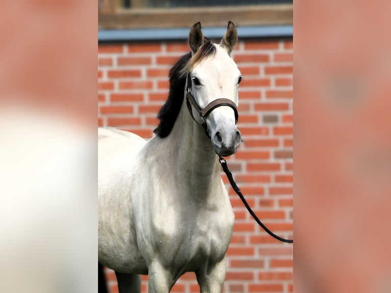 Poney de selle allemand Jument 2 Ans 147 cm Buckskin in Rehburg-Loccum Münchehagen