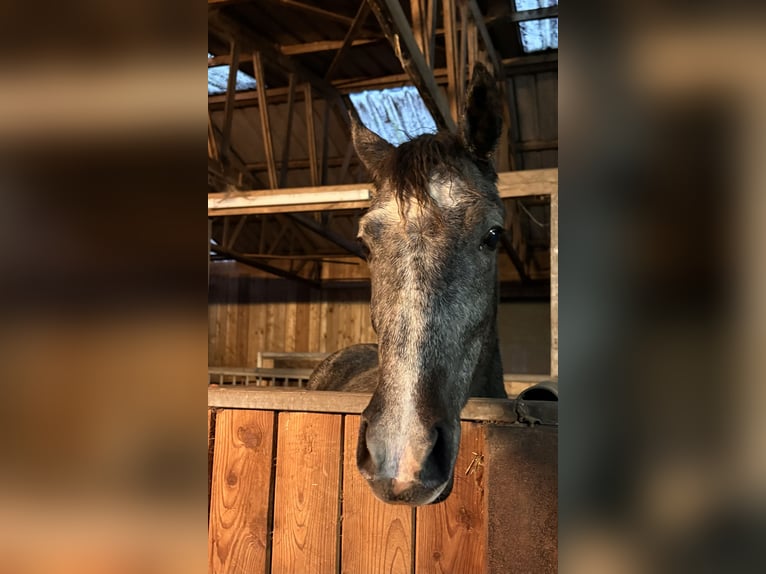 Poney de selle allemand Jument 2 Ans 147 cm Peut devenir gris in Westerstede