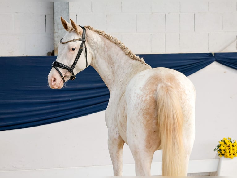 Poney de selle allemand Jument 2 Ans 148 cm Alezan in Marsberg