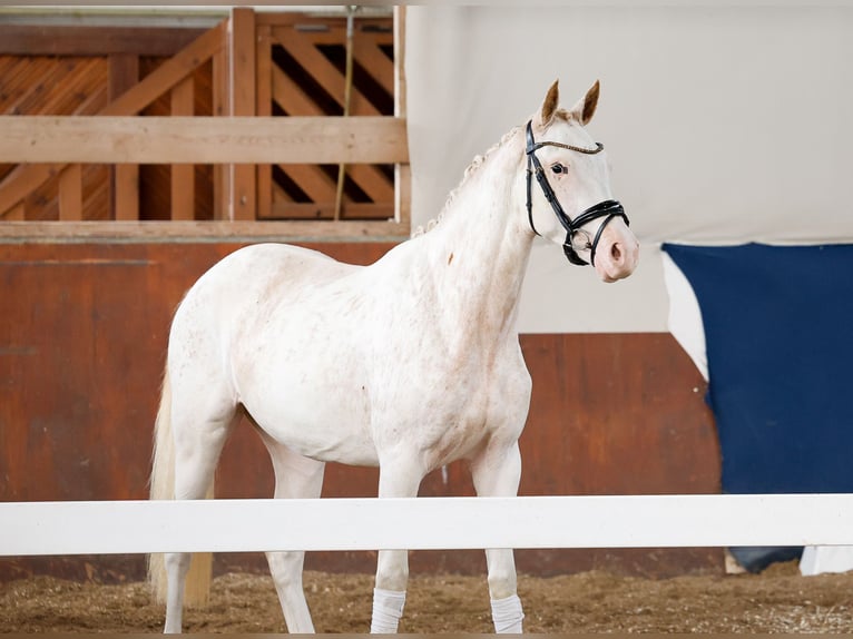 Poney de selle allemand Jument 2 Ans 148 cm Alezan in Marsberg