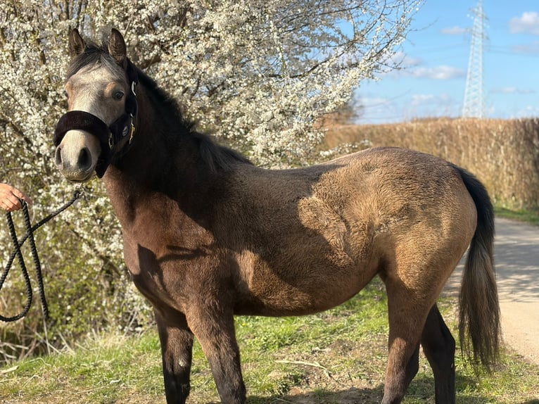 Poney de selle allemand Croisé Jument 2 Ans 148 cm Buckskin in Stade