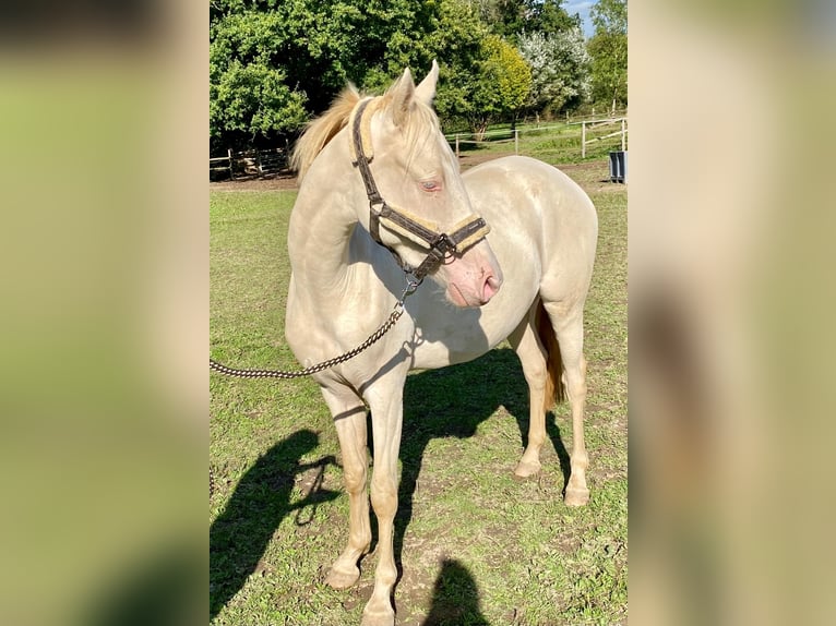 Poney de selle allemand Jument 2 Ans 148 cm Perlino in Werl