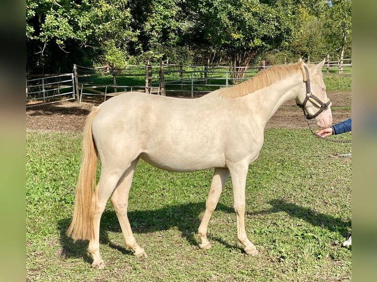 Poney de selle allemand Jument 2 Ans 148 cm Perlino in Werl