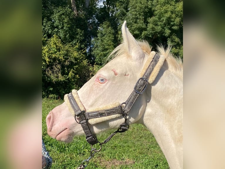 Poney de selle allemand Jument 2 Ans 148 cm Perlino in Werl