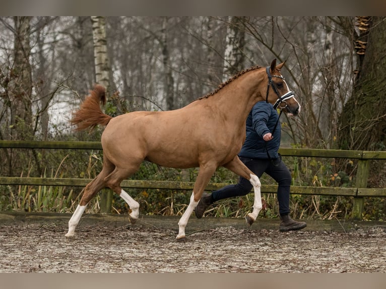 Poney de selle allemand Jument 2 Ans 152 cm Alezan in Brummen