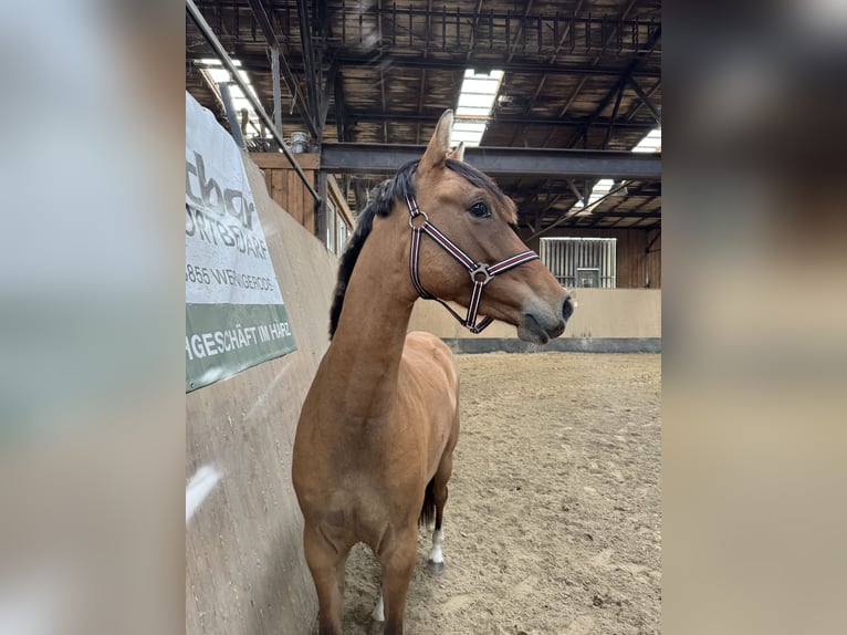 Poney de selle allemand Jument 2 Ans 152 cm Buckskin in WegelebenWegeleben