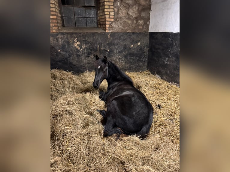 Poney de selle allemand Croisé Jument 2 Ans 158 cm Bai brun foncé in Greifswald