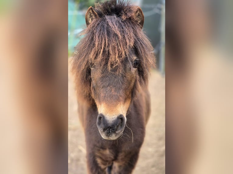 Poney de selle allemand Jument 2 Ans 95 cm Bai in Alt Tucheband Hathenow