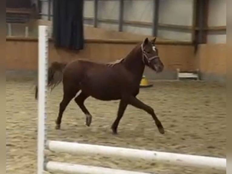 Poney de selle allemand Jument 2 Ans Alezan brûlé in Stuhr