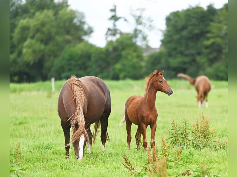 Poney de selle allemand Jument 2 Ans Alezan brûlé in Stuhr