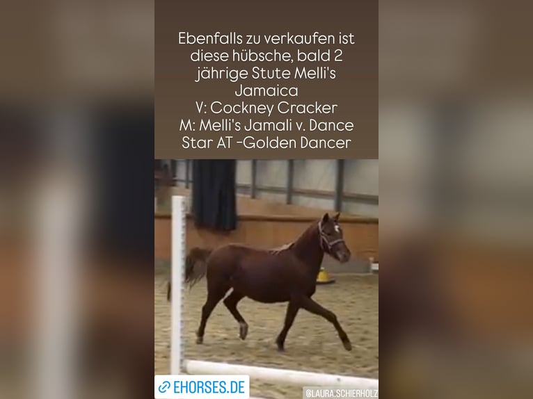 Poney de selle allemand Jument 2 Ans Alezan brûlé in Stuhr