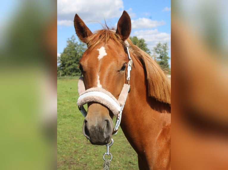 Poney de selle allemand Jument 2 Ans Alezan in Bismark (Altmark)