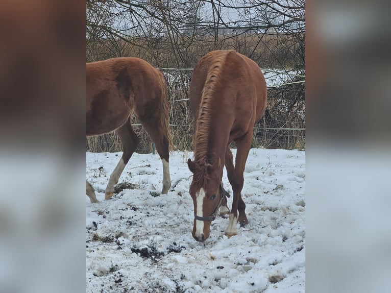 Poney de selle allemand Jument 2 Ans Alezan in Quedlinburg
