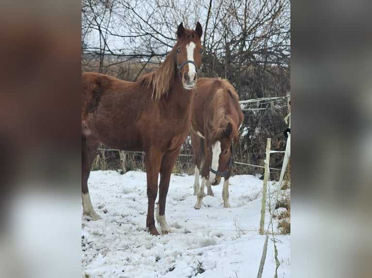 Poney de selle allemand Jument 2 Ans Alezan in Quedlinburg