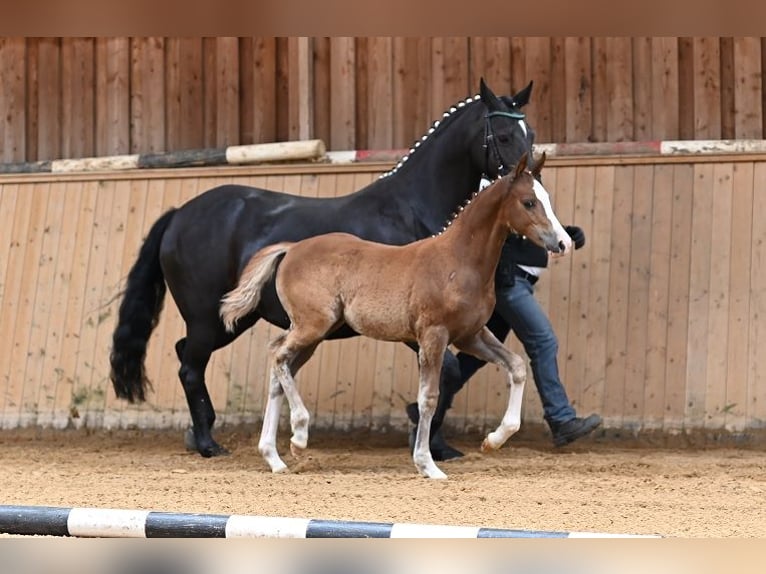 Poney de selle allemand Jument 2 Ans Alezan in Reichenwalde