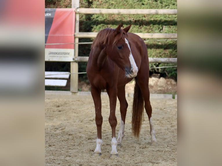 Poney de selle allemand Jument 2 Ans Alezan in Nottuln