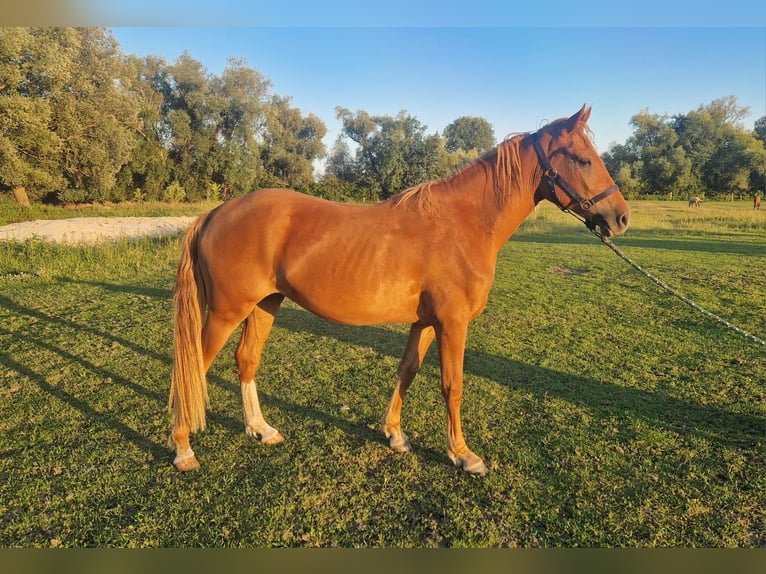 Poney de selle allemand Jument 2 Ans Alezan in Rhinow