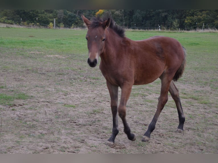 Poney de selle allemand Jument 2 Ans Bai in Klein Vielen